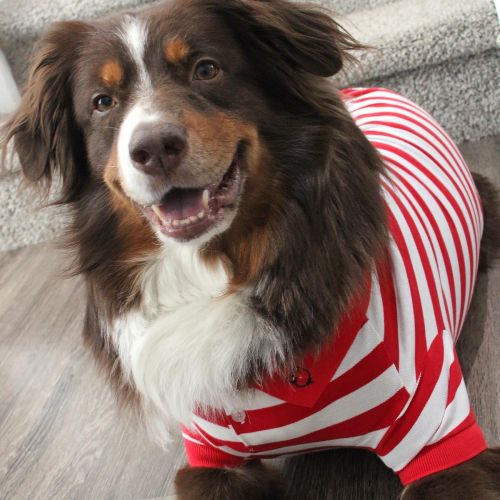 Polos Striped